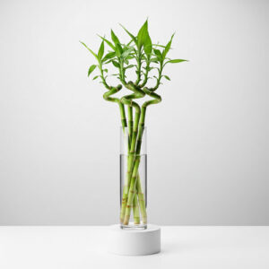 لاکی بامبو چینی